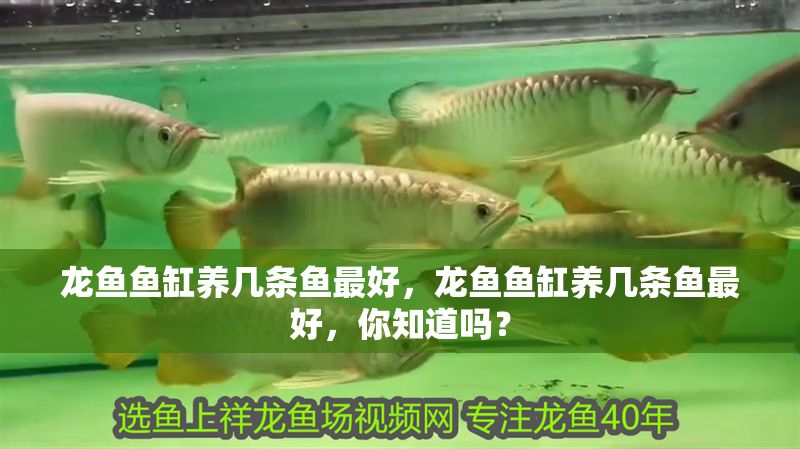 龍魚魚缸養幾條魚最好，龍魚魚缸養幾條魚最好，你知道嗎？