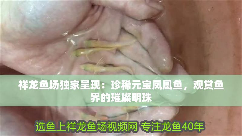 祥龍魚場獨家呈現(xiàn)：珍稀元寶鳳凰魚，觀賞魚界的璀璨明珠