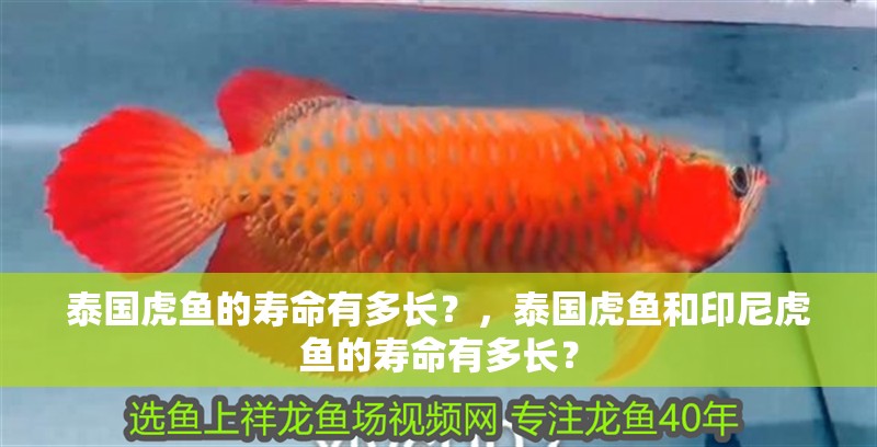 泰國虎魚的壽命有多長？，泰國虎魚和印尼虎魚的壽命有多長？