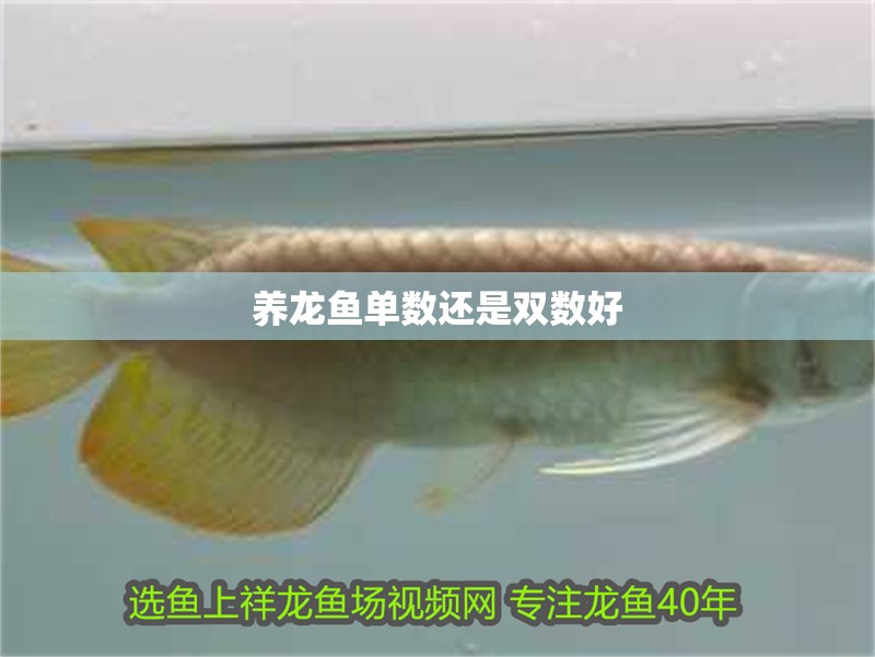 養(yǎng)龍魚單數(shù)還是雙數(shù)好