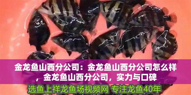 金龍魚山西分公司：金龍魚山西分公司怎么樣，金龍魚山西分公司，實力與口碑