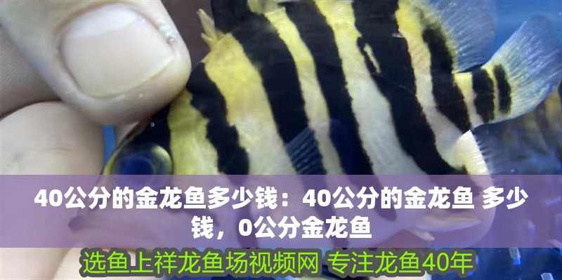 40公分的金龍魚多少錢：40公分的金龍魚 多少錢，0公分金龍魚