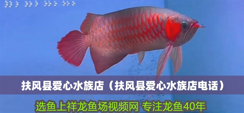 扶風縣愛心水族店（扶風縣愛心水族店電話）