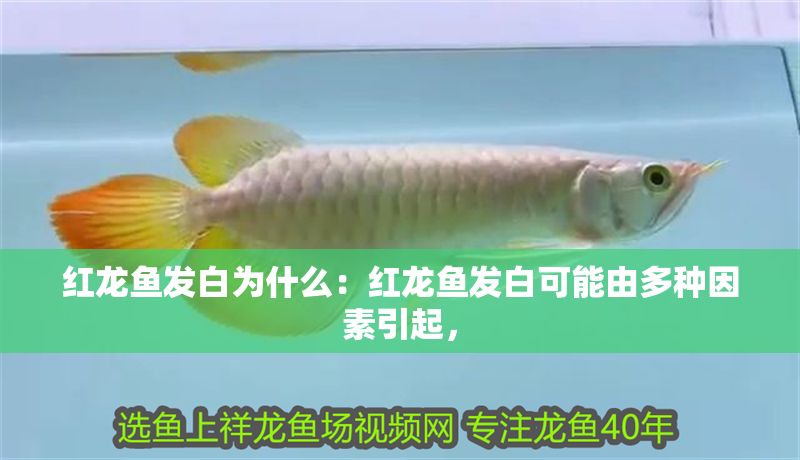 紅龍魚發白為什么：紅龍魚發白可能由多種因素引起， 紅龍魚發白為什么：紅龍魚發白可能由多種因素引起， 紅龍魚百科 第1張