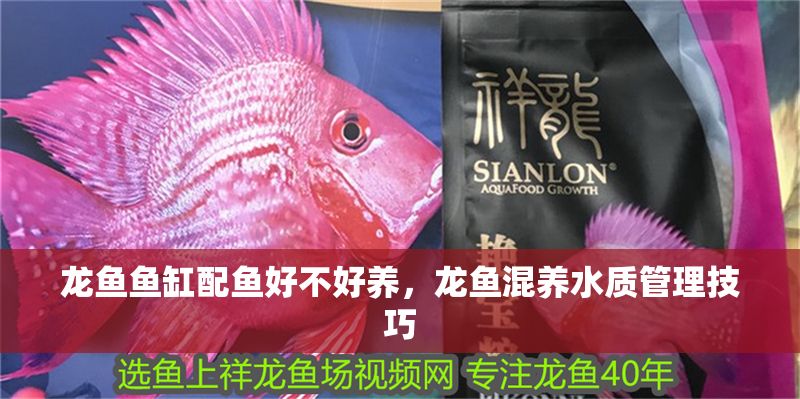 龍魚魚缸配魚好不好養，龍魚混養水質管理技巧 龍魚魚缸配魚好不好養，龍魚混養水質管理技巧 魚缸百科 第2張