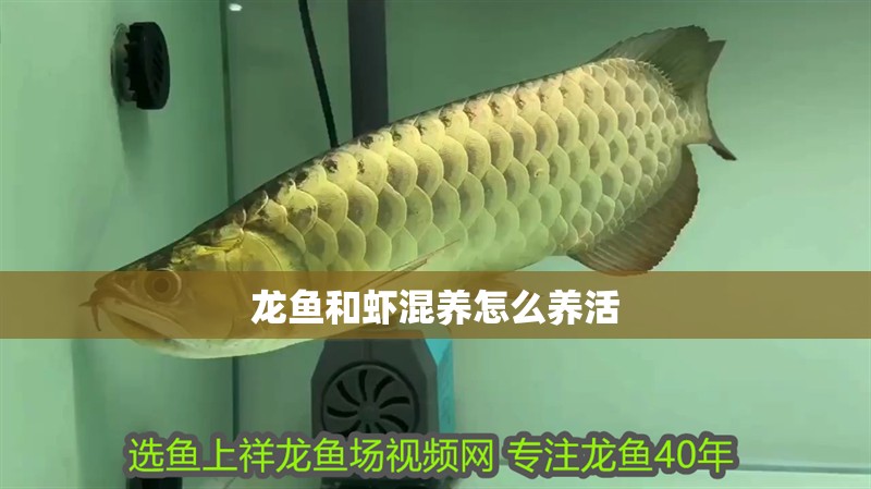 龍魚和蝦混養怎么養活