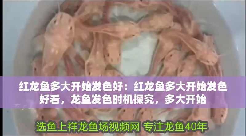 紅龍魚多大開始發色好：紅龍魚多大開始發色好看，龍魚發色時機探究，多大開始