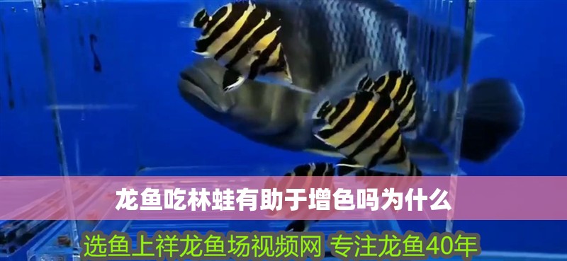 龍魚吃林蛙有助于增色嗎為什么
