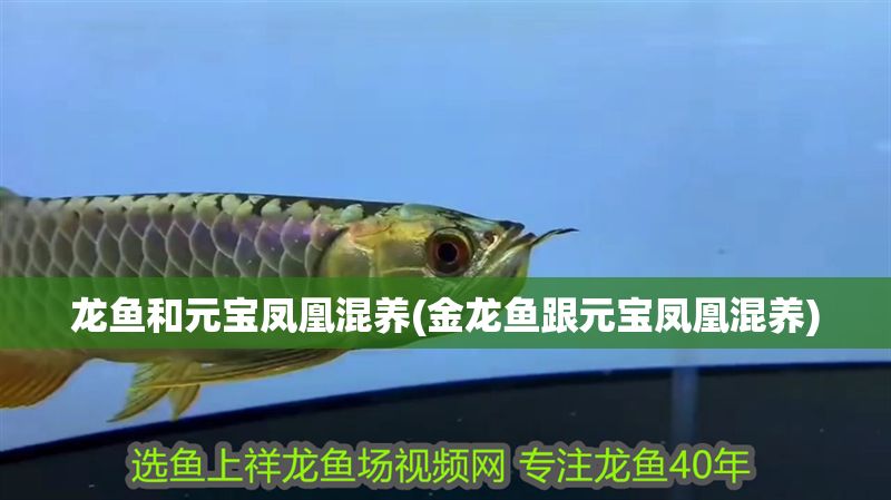 龍魚和元寶鳳凰混養(yǎng)(金龍魚跟元寶鳳凰混養(yǎng))