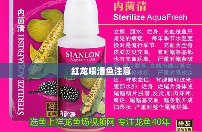 紅龍喂活魚注意