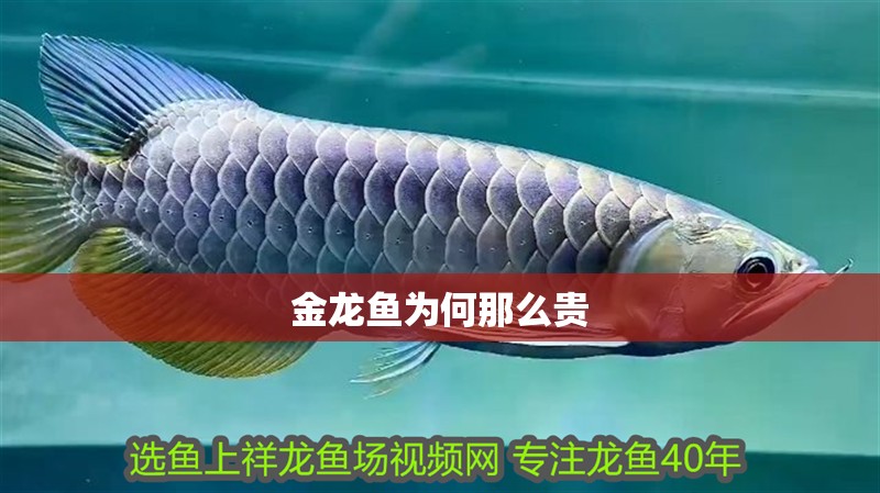 金龍魚為何那么貴