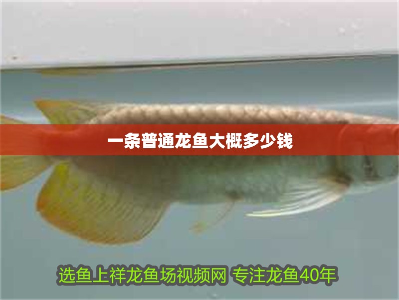 一條普通龍魚大概多少錢 一條普通龍魚大概多少錢 龍魚百科 第4張