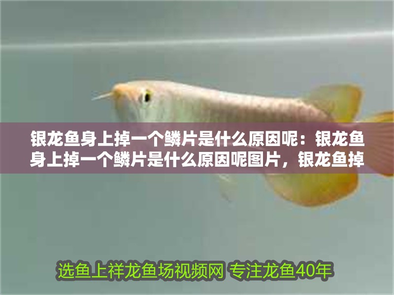 銀龍魚身上掉一個鱗片是什么原因呢：銀龍魚身上掉一個鱗片是什么原因呢圖片，銀龍魚掉鱗原因及圖片解析