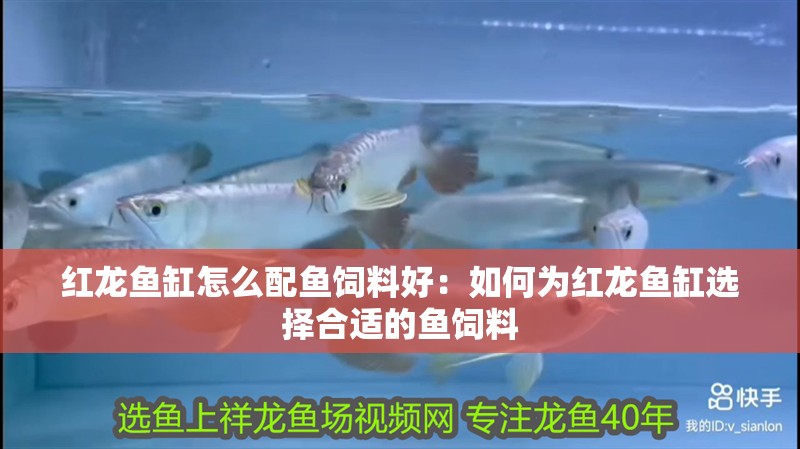 紅龍魚缸怎么配魚飼料好：如何為紅龍魚缸選擇合適的魚飼料