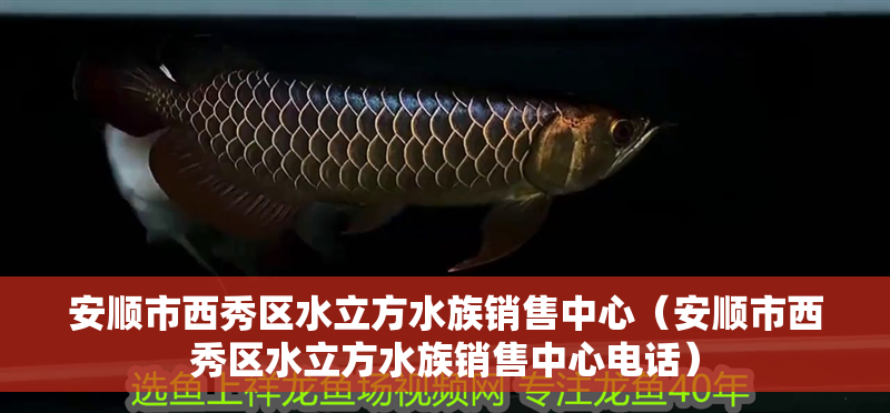 安順市西秀區(qū)水立方水族銷售中心（安順市西秀區(qū)水立方水族銷售中心電話）