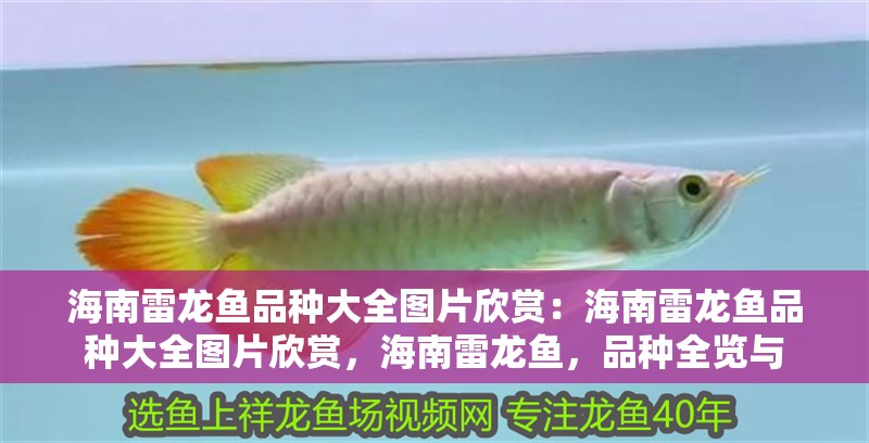 海南雷龍魚品種大全圖片欣賞：海南雷龍魚品種大全圖片欣賞，海南雷龍魚，品種全覽與