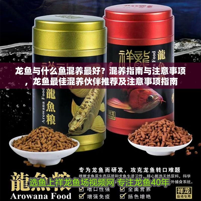 龍魚與什么魚混養最好？混養指南與注意事項，龍魚最佳混養伙伴推薦及注意事項指南