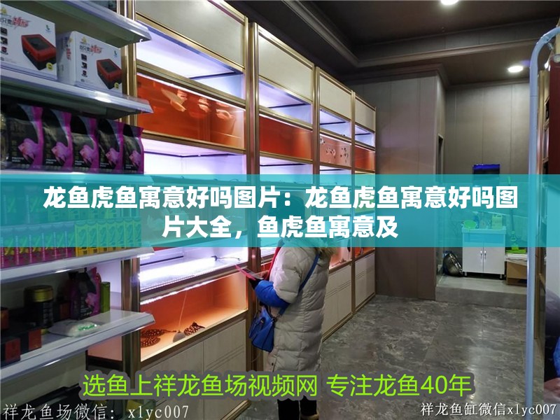 龍魚(yú)虎魚(yú)寓意好嗎圖片：龍魚(yú)虎魚(yú)寓意好嗎圖片大全，魚(yú)虎魚(yú)寓意及