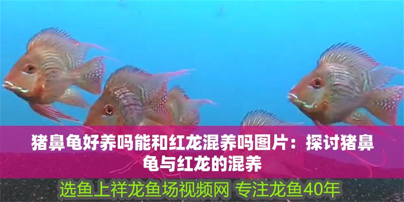 豬鼻龜好養嗎能和紅龍混養嗎圖片:探討豬鼻龜與紅龍的混養 豬鼻龜百科 第1張 豬鼻龜好養嗎能和紅龍混養嗎圖片:探討豬鼻龜與紅龍的混養 豬鼻龜好養嗎能和紅龍混養嗎圖片:探討豬鼻龜與紅龍的混養 豬鼻龜百科 第1張