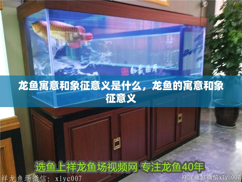 龍魚寓意和象征意義是什么，龍魚的寓意和象征意義
