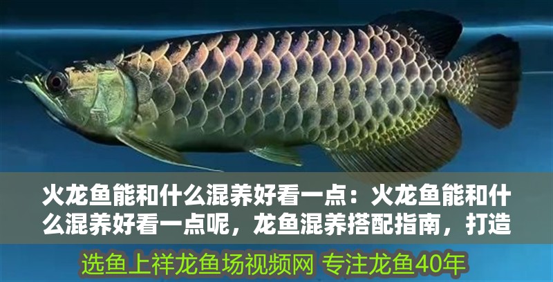 火龍魚能和什么混養好看一點：火龍魚能和什么混養好看一點呢，龍魚混養搭配指南，打造觀賞水族箱的美學 火龍魚能和什么混養好看一點：火龍魚能和什么混養好看一點呢，龍魚混養搭配指南，打造觀賞水族箱的美學 水族問答