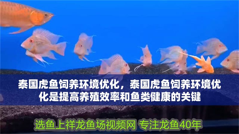 泰國虎魚飼養環境優化，泰國虎魚飼養環境優化是提高養殖效率和魚類健康的關鍵