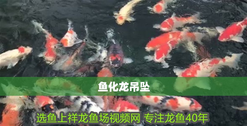 魚化龍吊墜 龍魚百科 第2張 魚化龍吊墜 魚化龍吊墜 龍魚百科 第2張