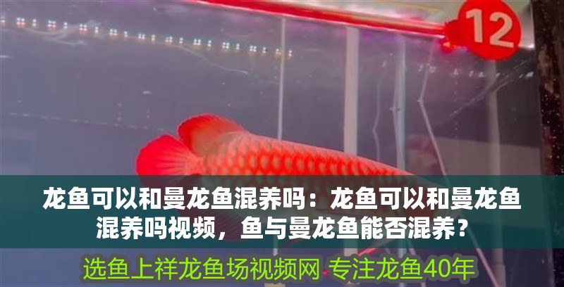 龍魚可以和曼龍魚混養嗎：龍魚可以和曼龍魚混養嗎視頻，魚與曼龍魚能否混養？