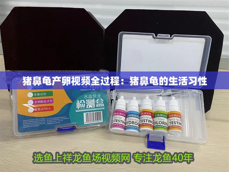 豬鼻龜產卵視頻全過程：豬鼻龜的生活習性