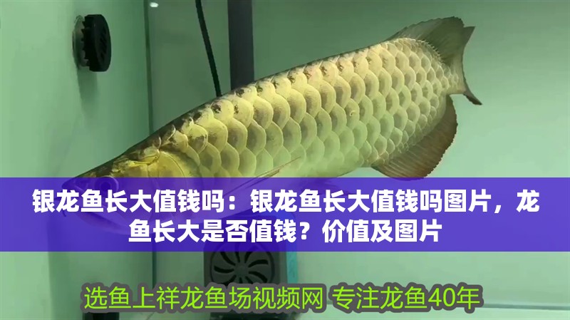 銀龍魚長大值錢嗎：銀龍魚長大值錢嗎圖片，龍魚長大是否值錢？價值及圖片