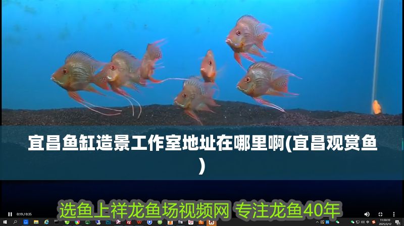 宜昌魚缸造景工作室地址在哪里啊(宜昌觀賞魚)