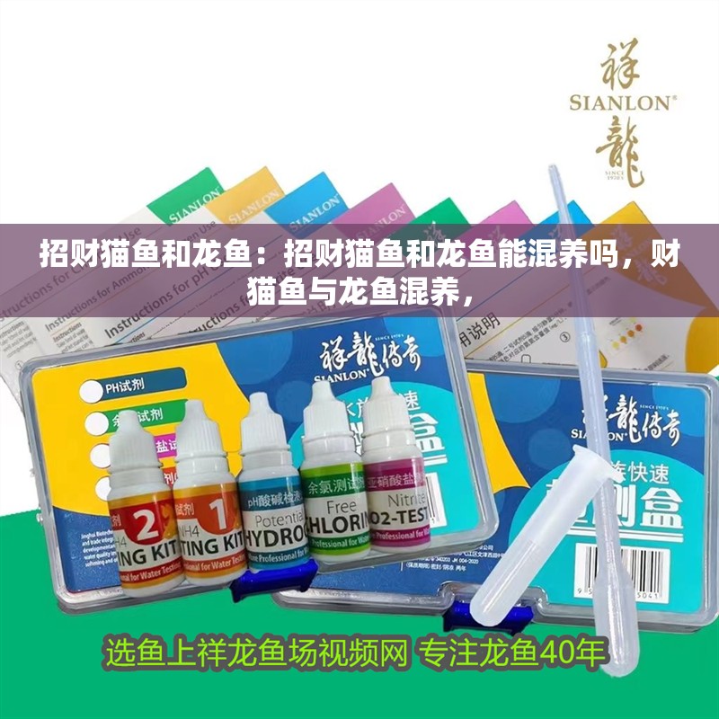 招財貓魚和龍魚：招財貓魚和龍魚能混養嗎，財貓魚與龍魚混養，