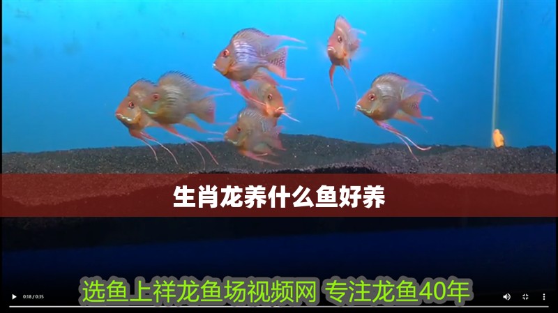 生肖龍養什么魚好養