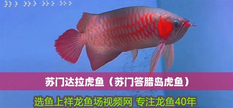 蘇門達拉虎魚（蘇門答臘島虎魚） 蘇門達拉虎魚（蘇門答臘島虎魚） 虎魚百科