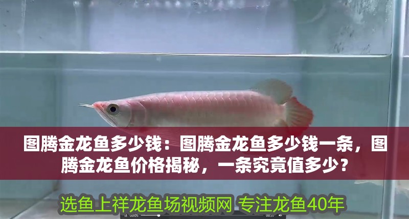 圖騰金龍魚多少錢：圖騰金龍魚多少錢一條，圖騰金龍魚價格揭秘，一條究竟值多少？