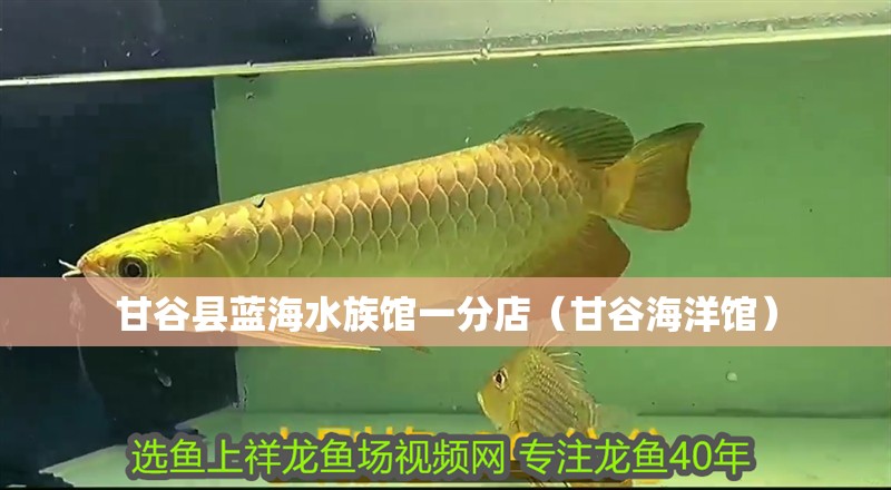 甘谷縣藍海水族館一分店（甘谷海洋館）