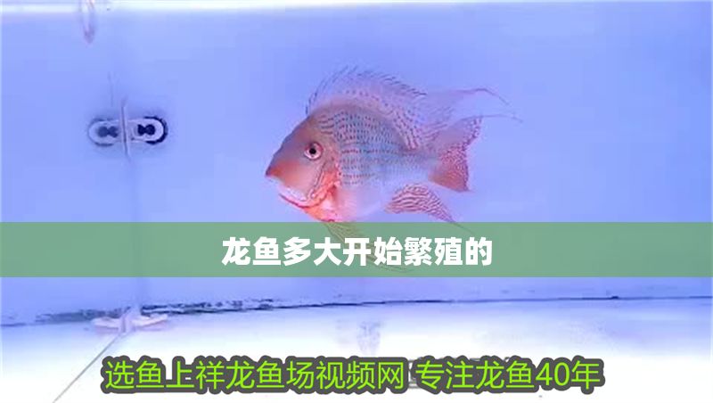 龍魚多大開始繁殖的