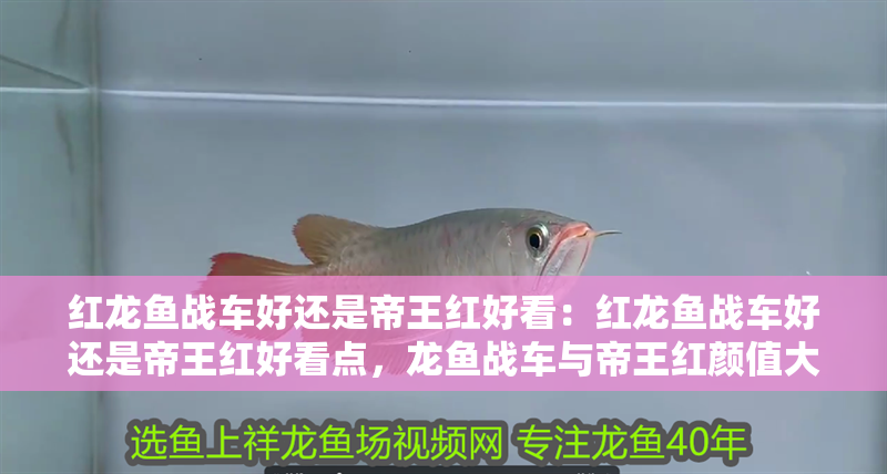 紅龍魚戰(zhàn)車好還是帝王紅好看：紅龍魚戰(zhàn)車好還是帝王紅好看點，龍魚戰(zhàn)車與帝王紅顏值大比拼，誰更勝一