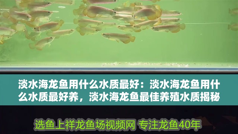 淡水海龍魚用什么水質最好：淡水海龍魚用什么水質最好養，淡水海龍魚最佳養殖水質揭秘