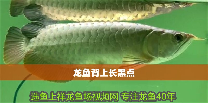 龍魚背上長黑點