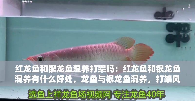紅龍魚和銀龍魚混養打架嗎：紅龍魚和銀龍魚混養有什么好處，龍魚與銀龍魚混養，打架風險及潛在益處