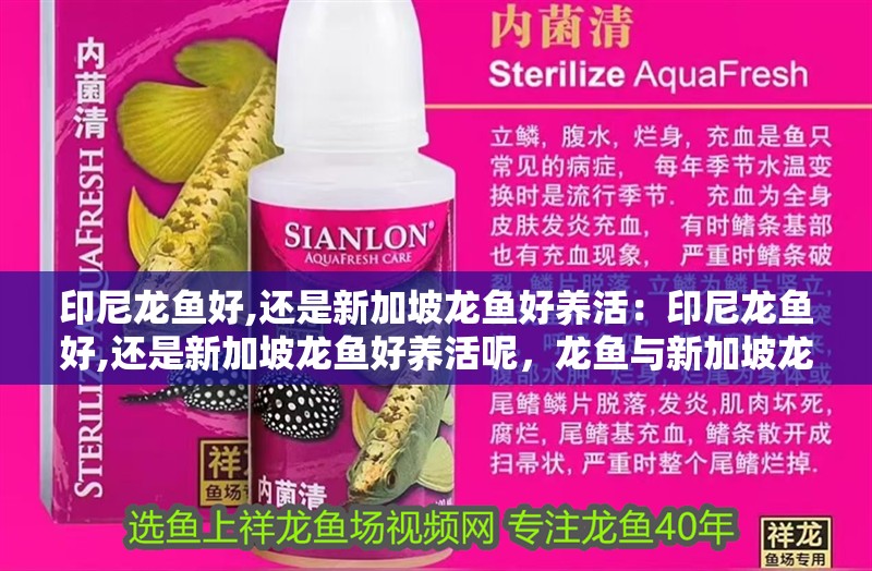 印尼龍魚好,還是新加坡龍魚好養活：印尼龍魚好,還是新加坡龍魚好養活呢，龍魚與新加坡龍魚，誰更