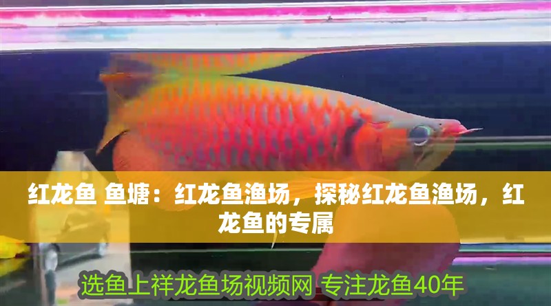 紅龍魚 魚塘：紅龍魚漁場(chǎng)，探秘紅龍魚漁場(chǎng)，紅龍魚的專屬
