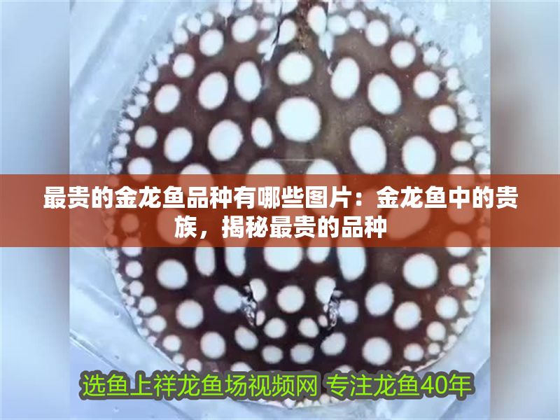 最貴的金龍魚品種有哪些圖片：金龍魚中的貴族，揭秘最貴的品種