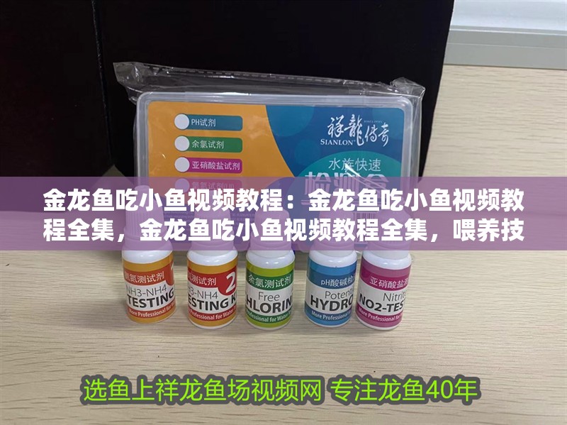 金龍魚吃小魚視頻教程：金龍魚吃小魚視頻教程全集，金龍魚吃小魚視頻教程全集，喂養(yǎng)技巧與注意事項詳解