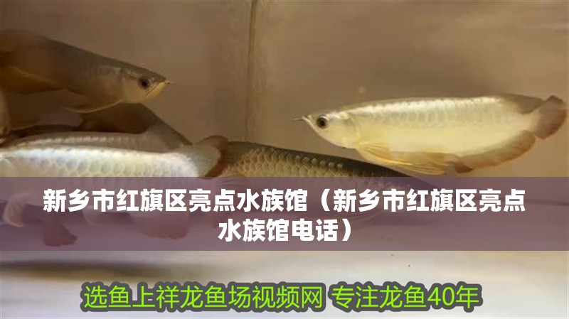 新鄉(xiāng)市紅旗區(qū)亮點(diǎn)水族館（新鄉(xiāng)市紅旗區(qū)亮點(diǎn)水族館電話）