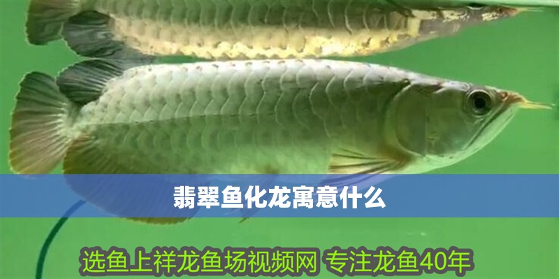 翡翠魚化龍寓意什么 翡翠魚化龍寓意什么 龍魚百科 第2張