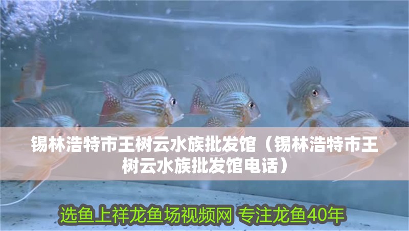 錫林浩特市王樹云水族批發(fā)館（錫林浩特市王樹云水族批發(fā)館電話）