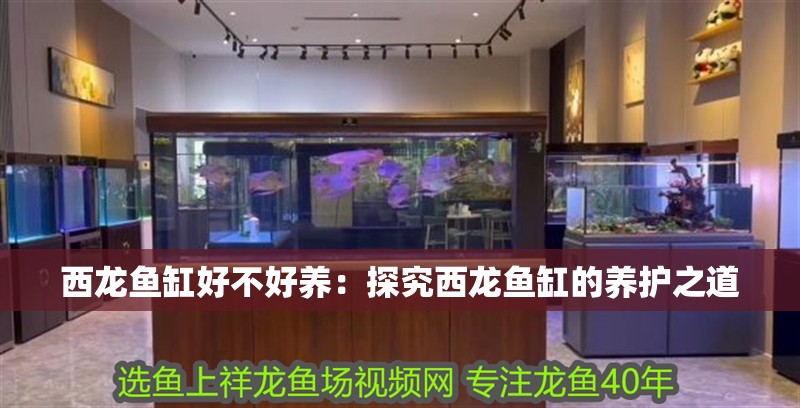 西龍魚缸好不好養：探究西龍魚缸的養護之道