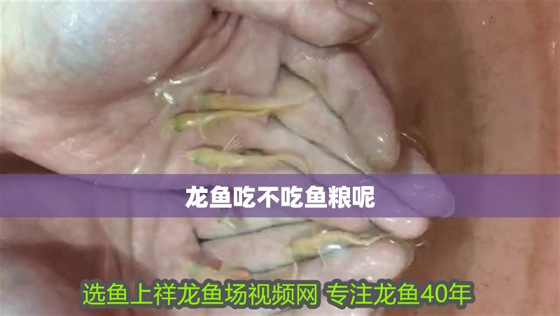 龍魚吃不吃魚糧呢